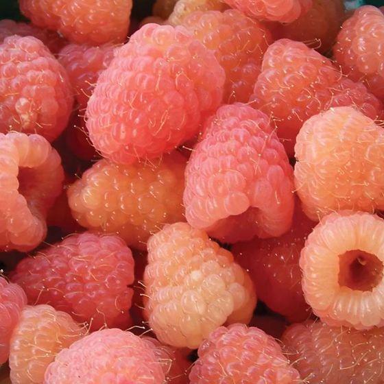 Berry Bounty: Handpicked Farm Freshness